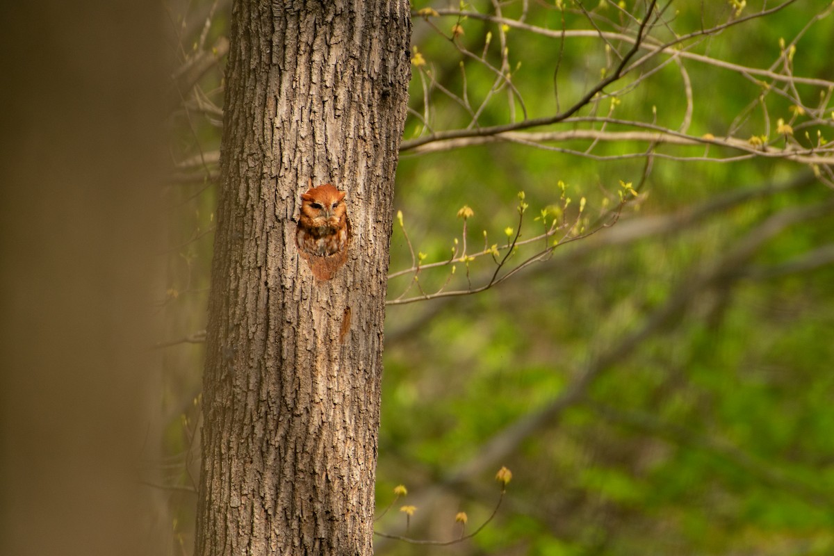 Eastern Screech-Owl - Jimmy Dhillon