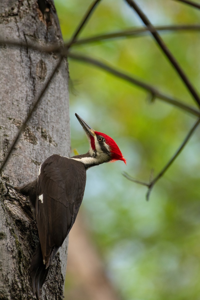 Pileated Woodpecker - Jimmy Dhillon