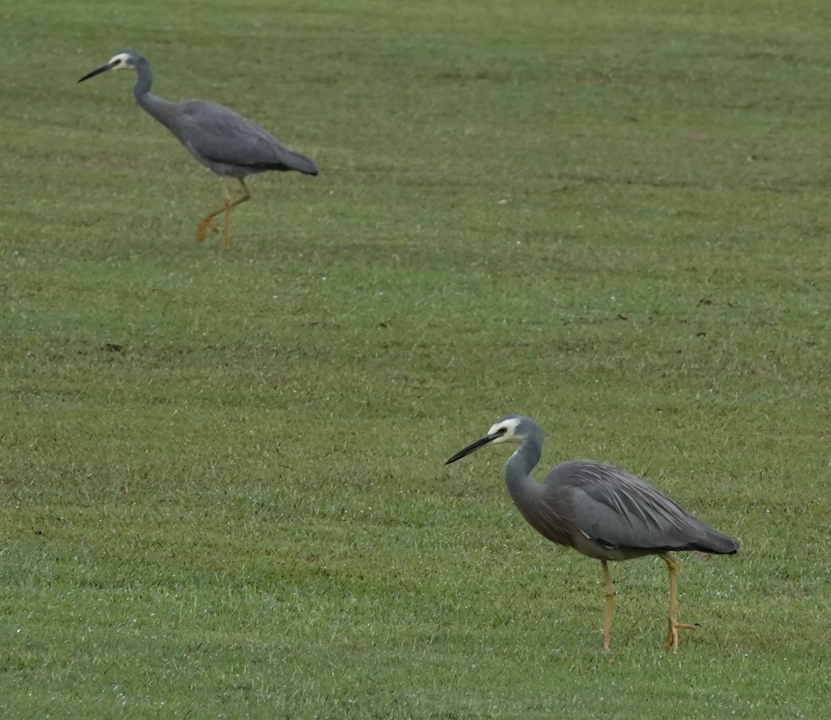 White-faced Heron - Alan Coates