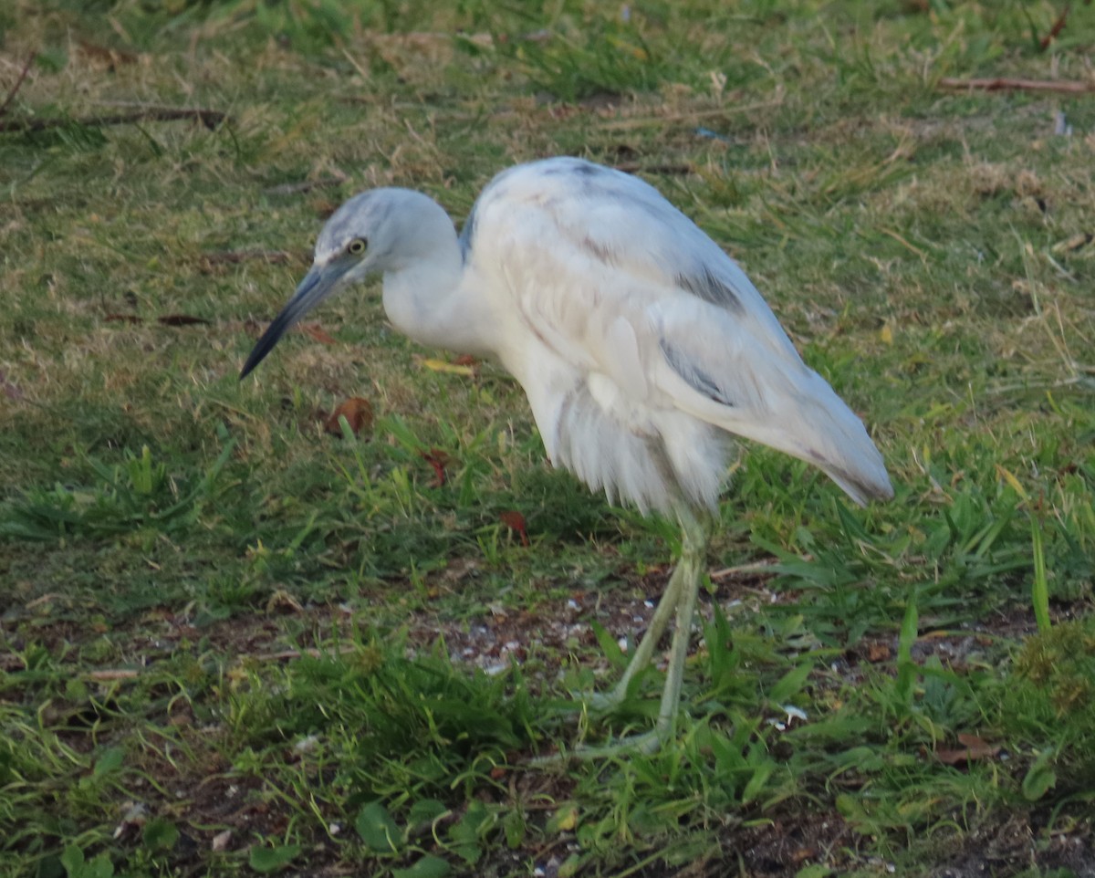 Little Blue Heron - Laurie Witkin