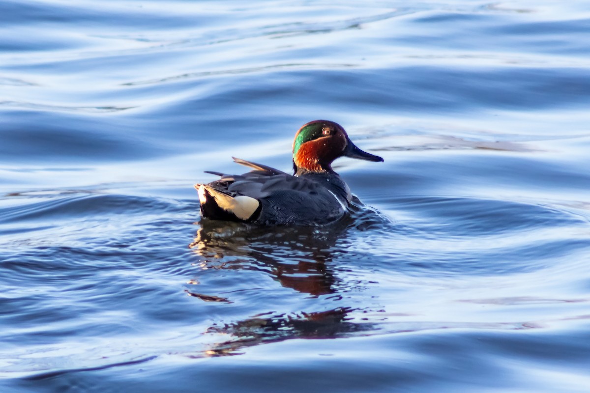 Green-winged Teal - Javier Ferrat