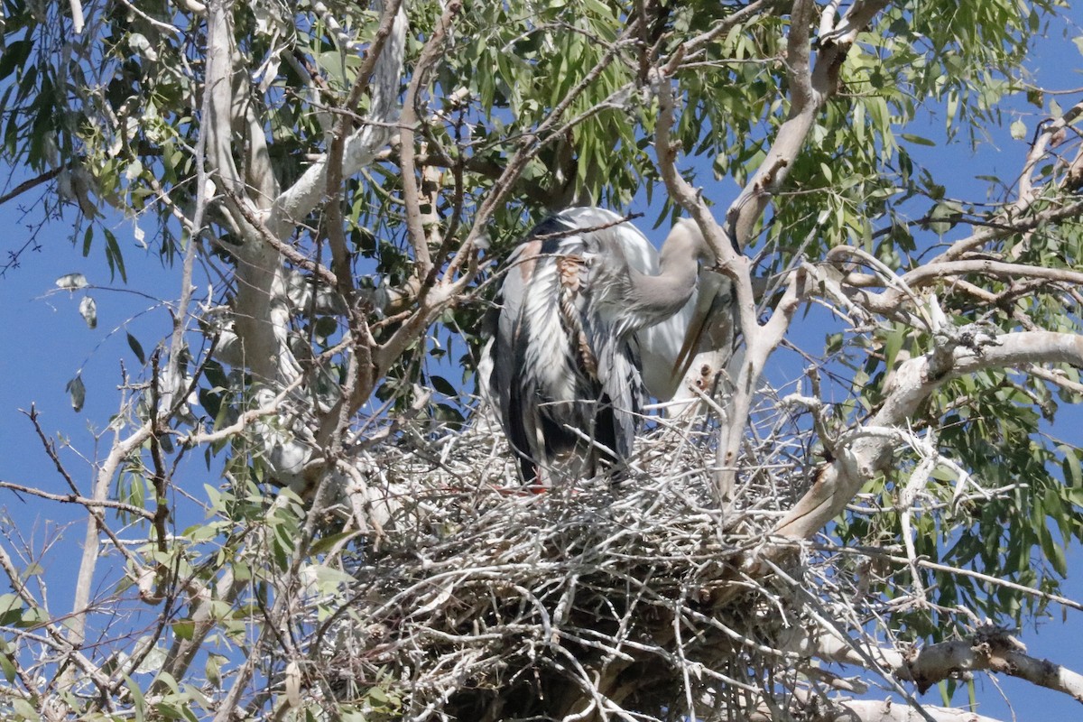 Great Blue Heron - ML618297642