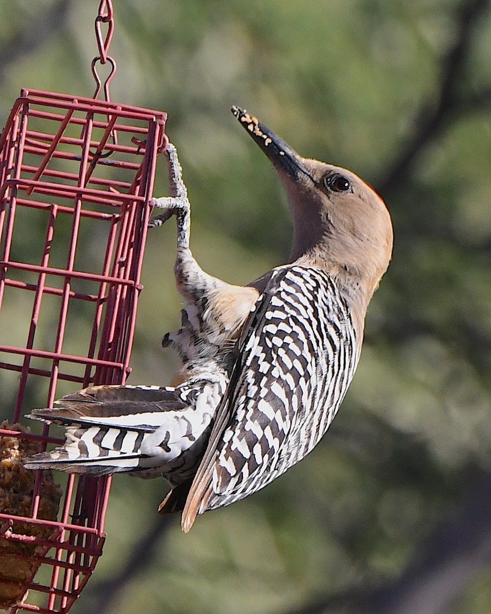 Gila Woodpecker - Ted Wolff