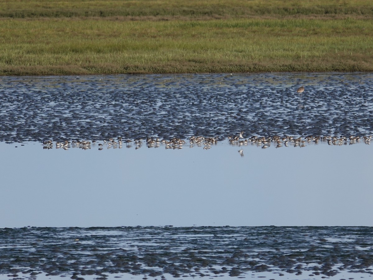 Western Sandpiper - Donna Nordstrom