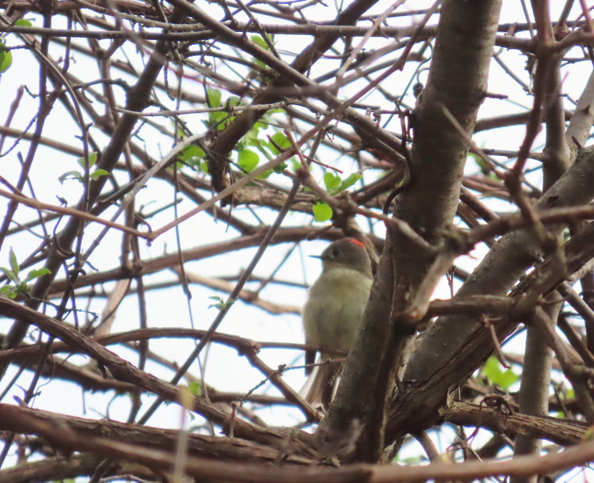 Ruby-crowned Kinglet - Heather DeYoe