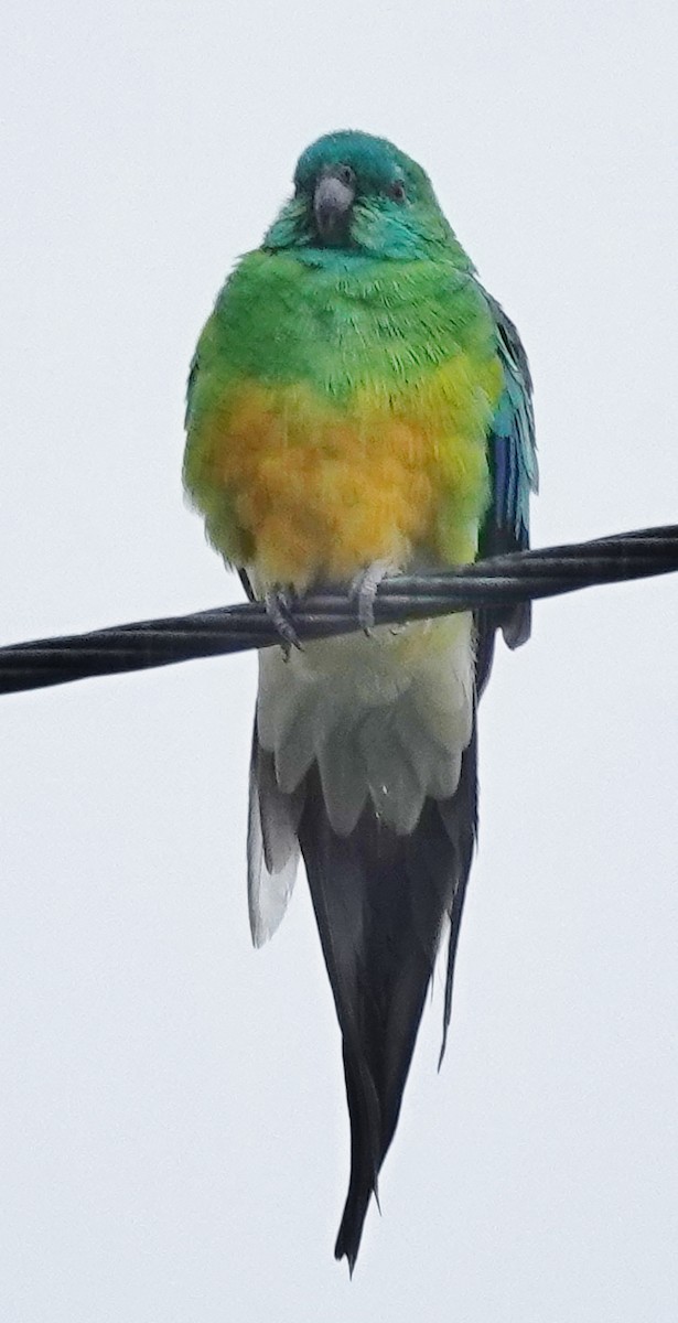 Red-rumped Parrot - Alan Coates