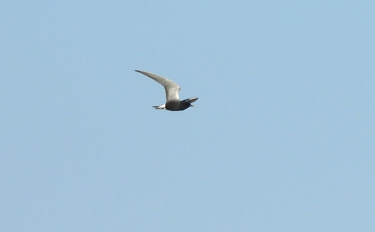 Black Tern - Jean Iron