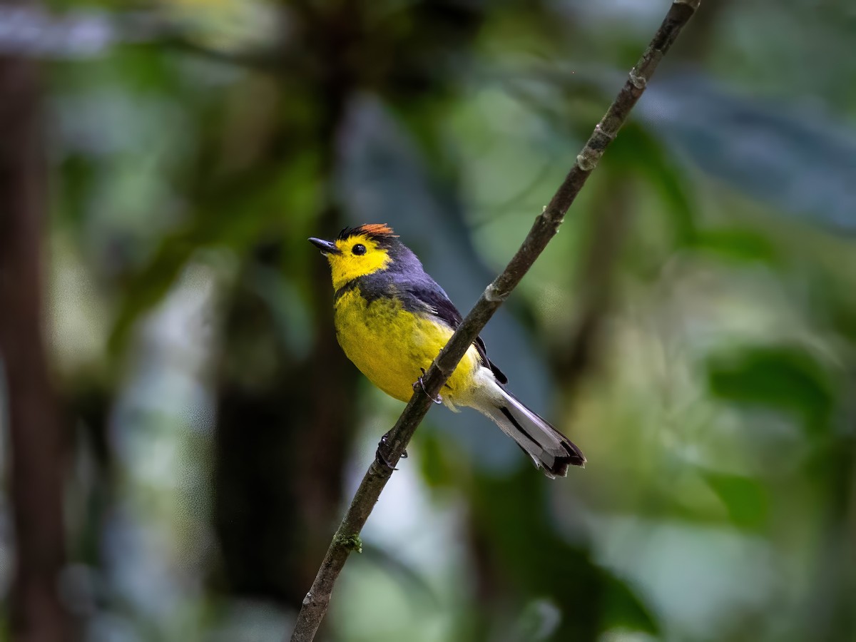 Collared Redstart - Sean Sparrow