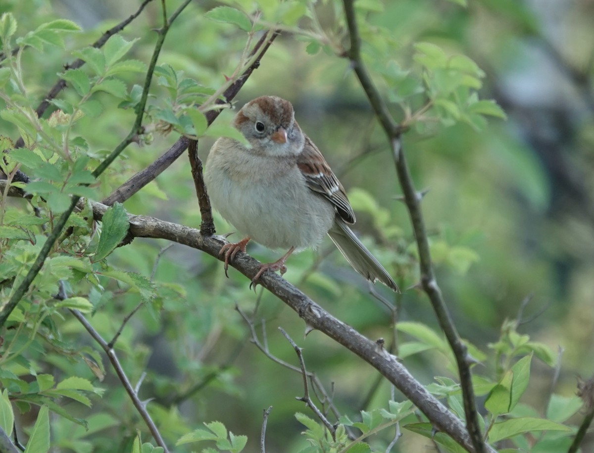 Field Sparrow - Barbara Bennett