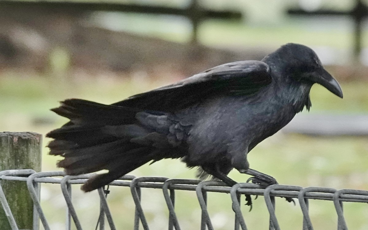 Australian Raven - Alan Coates