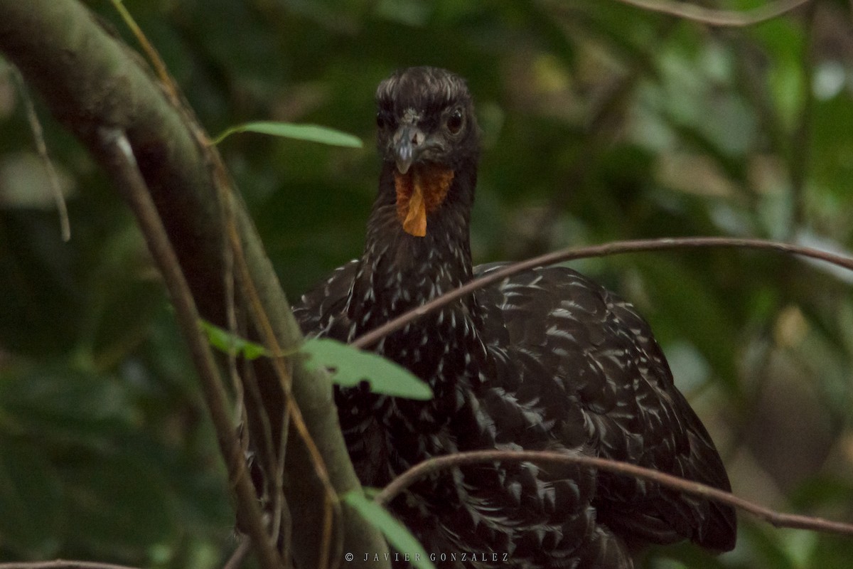 Dusky-legged Guan - ML618297682