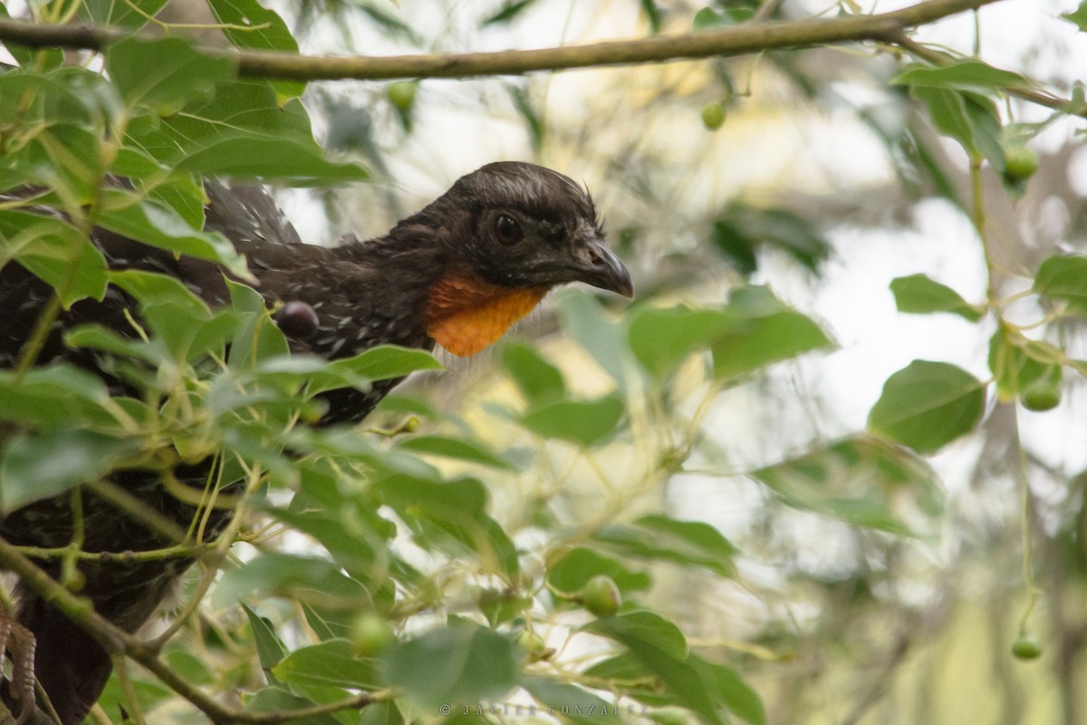 Dusky-legged Guan - ML618297683