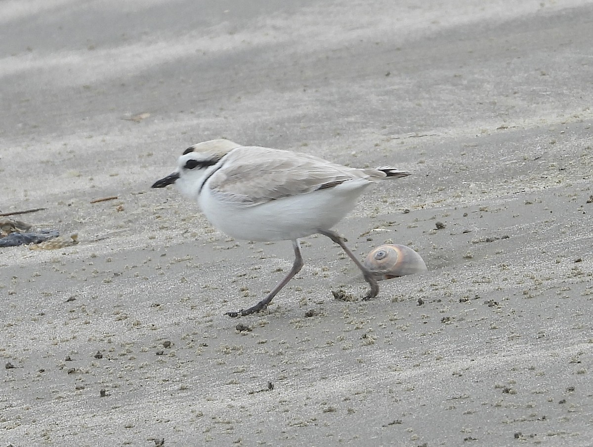 Snowy Plover - Michele Giroir