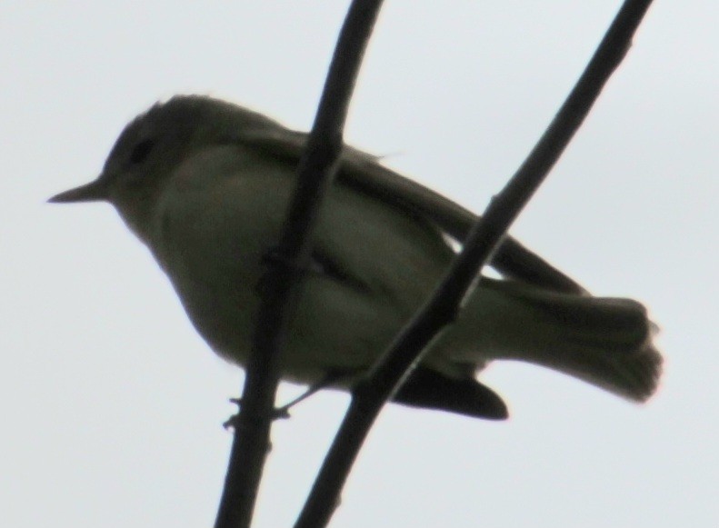 Warbling Vireo (Eastern) - Samuel Harris