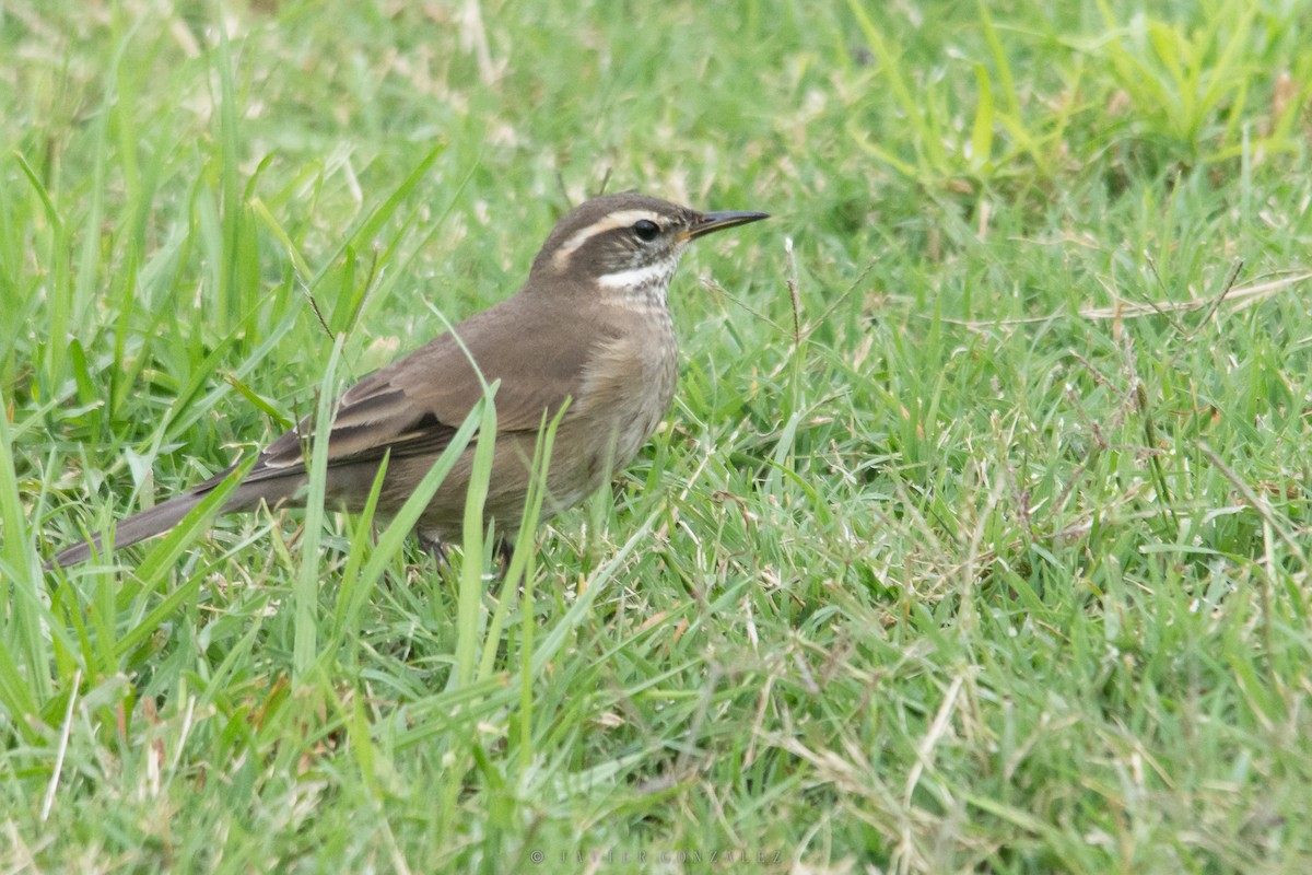 Buff-winged Cinclodes - ML618297773