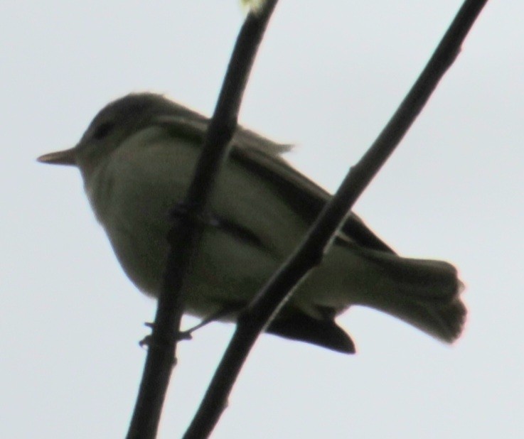 Warbling Vireo (Eastern) - Samuel Harris