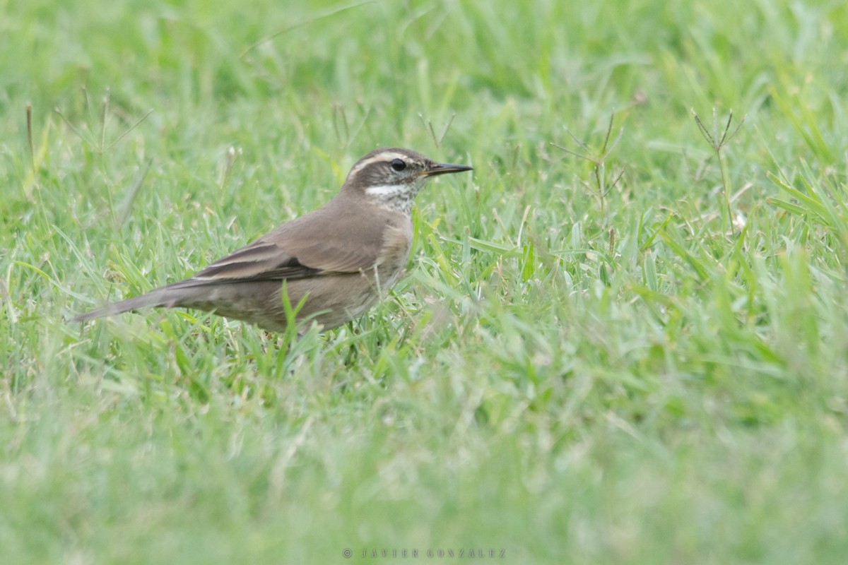 Buff-winged Cinclodes - Javier González