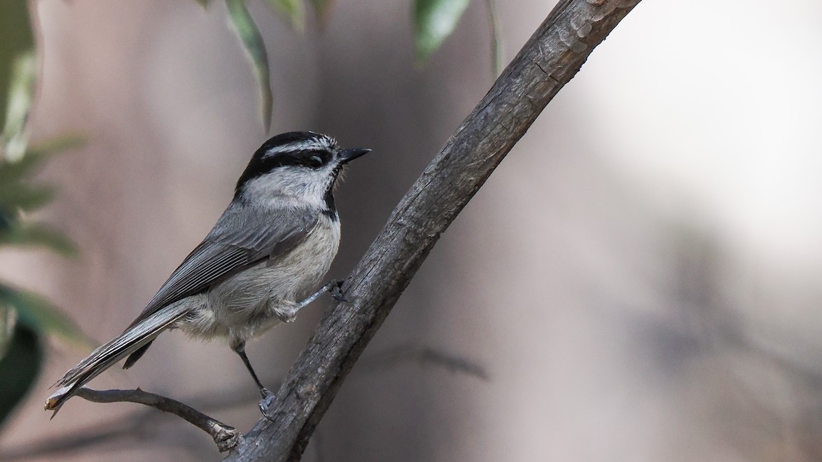 Mountain Chickadee - Scott Tuthill