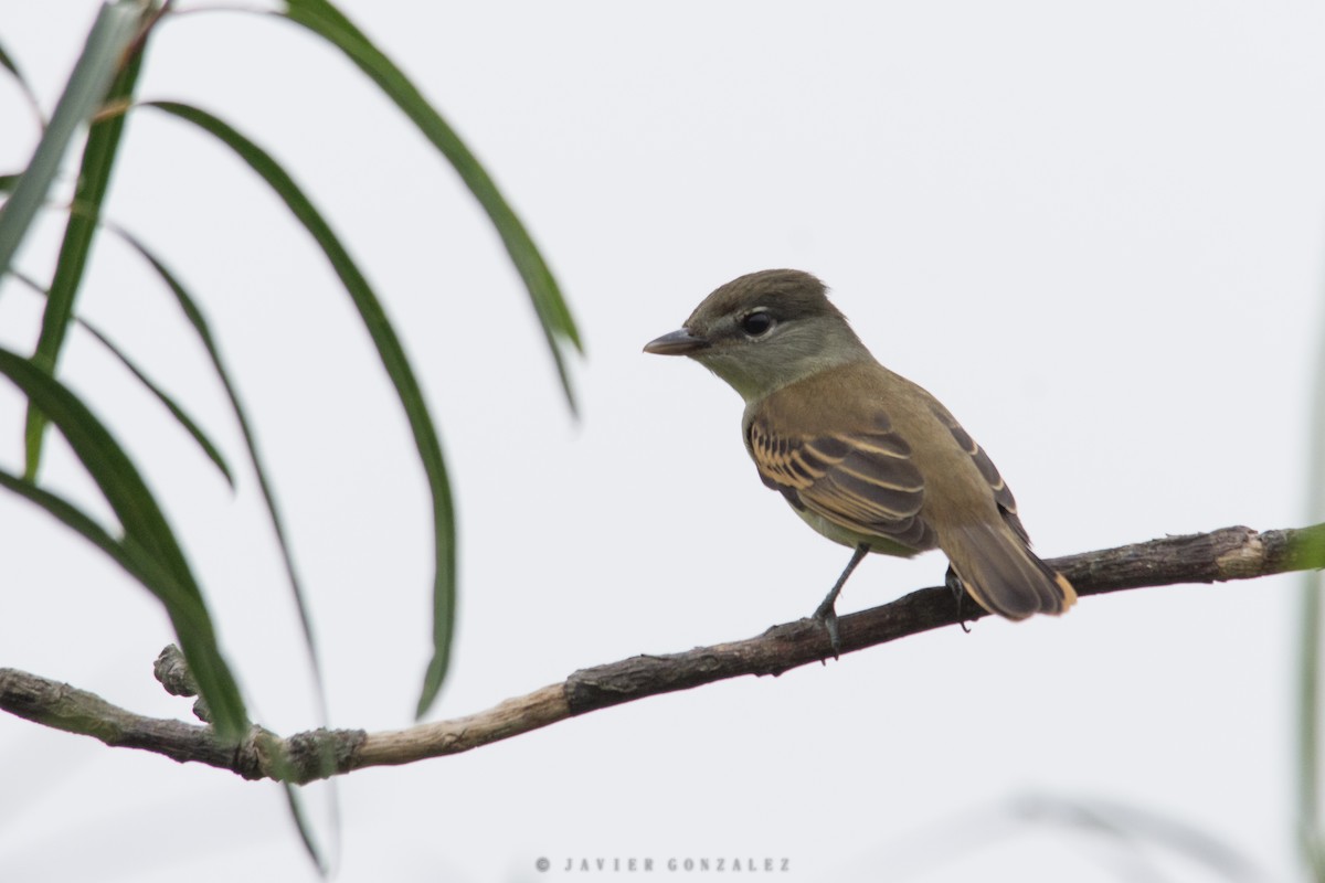 White-winged Becard - Javier González