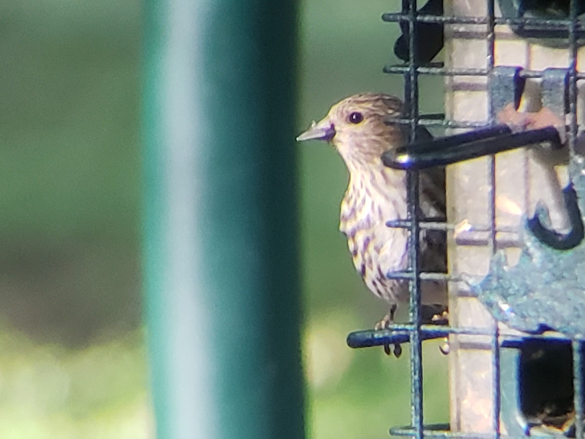 Pine Siskin - Michelle Spacek