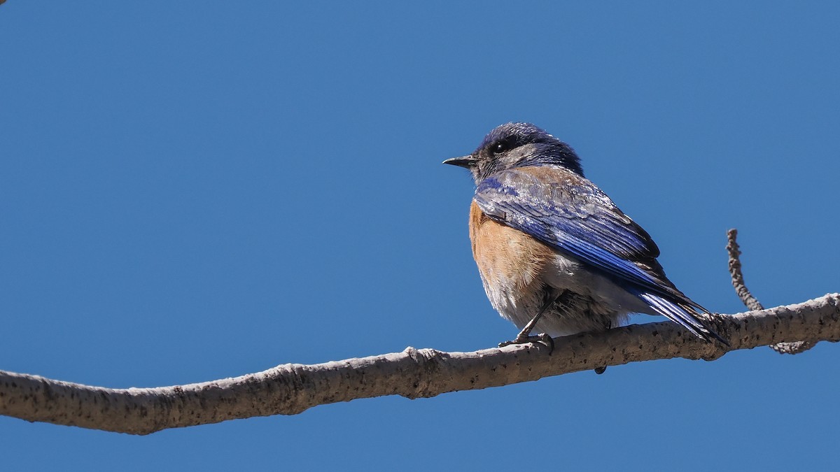 Western Bluebird - Scott Tuthill