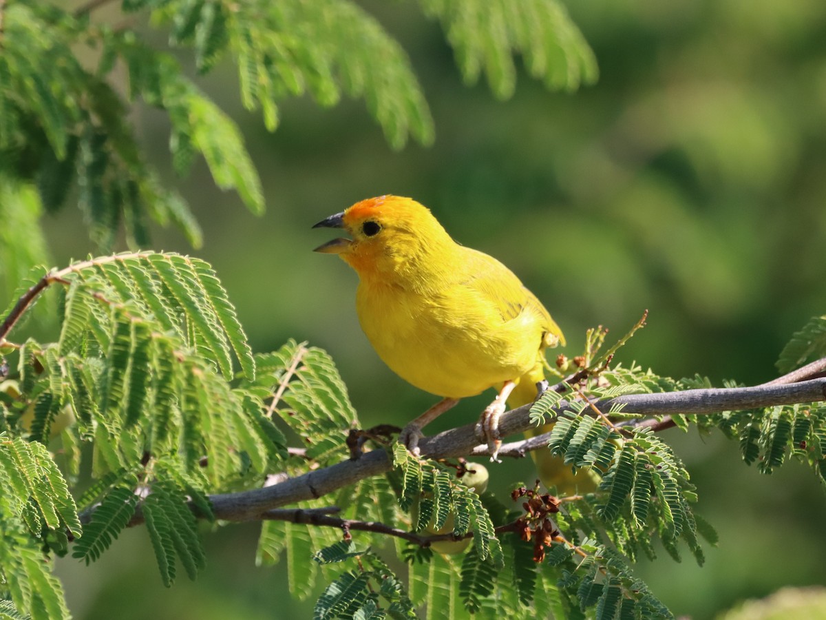 Saffron Finch - Henriette de Vries