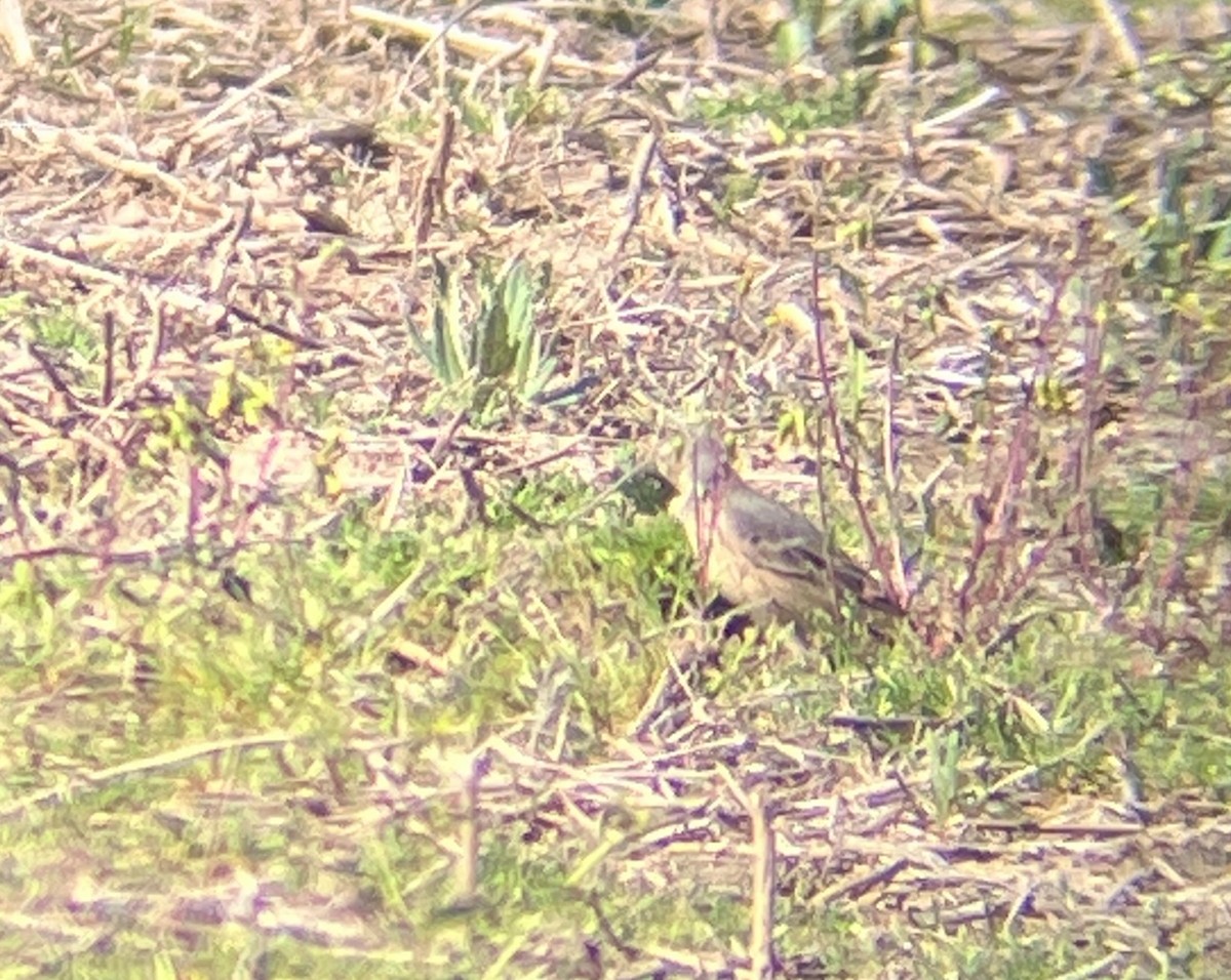 American Pipit - Victor Chen