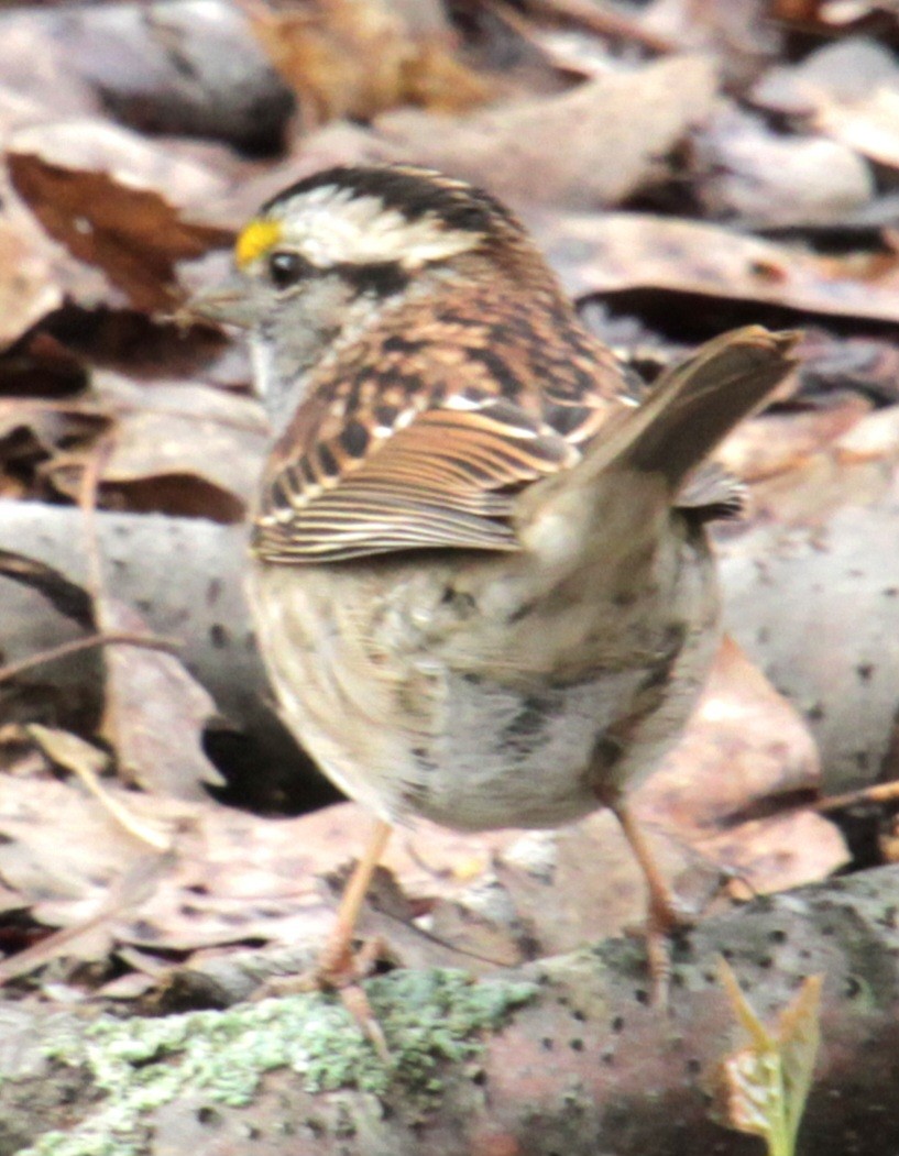 White-throated Sparrow - ML618297847