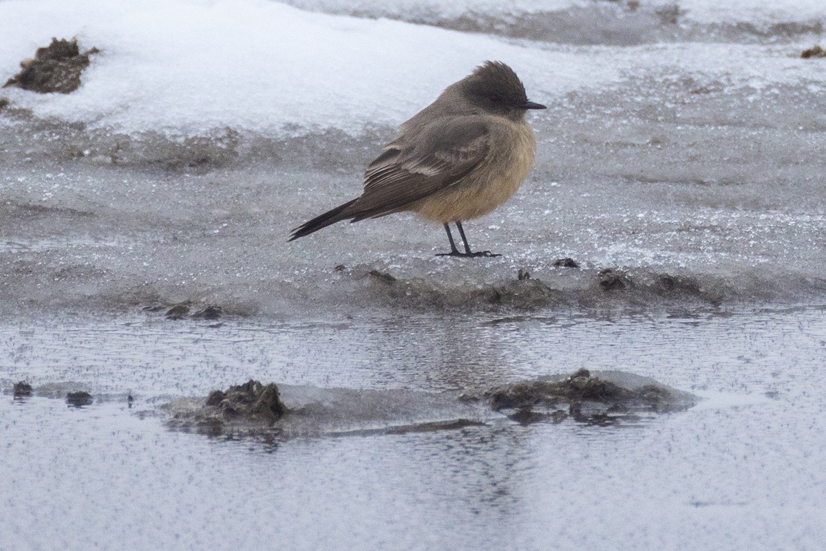 Say's Phoebe - Rick Hughes