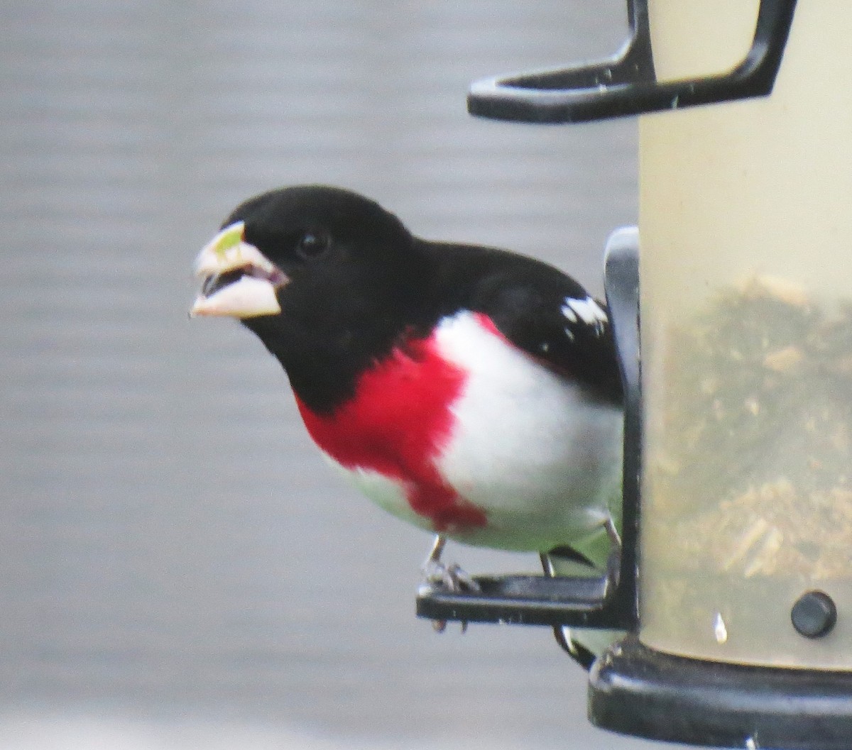 Rose-breasted Grosbeak - John Collins