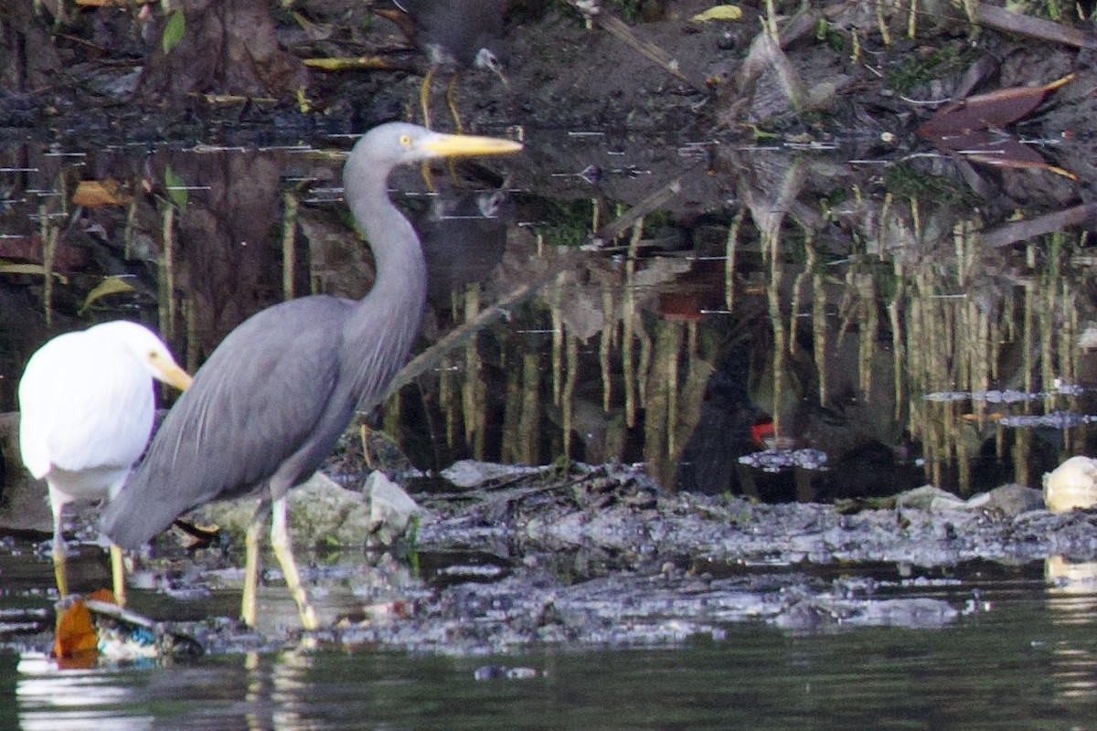 Pacific Reef-Heron - Tom McIntosh