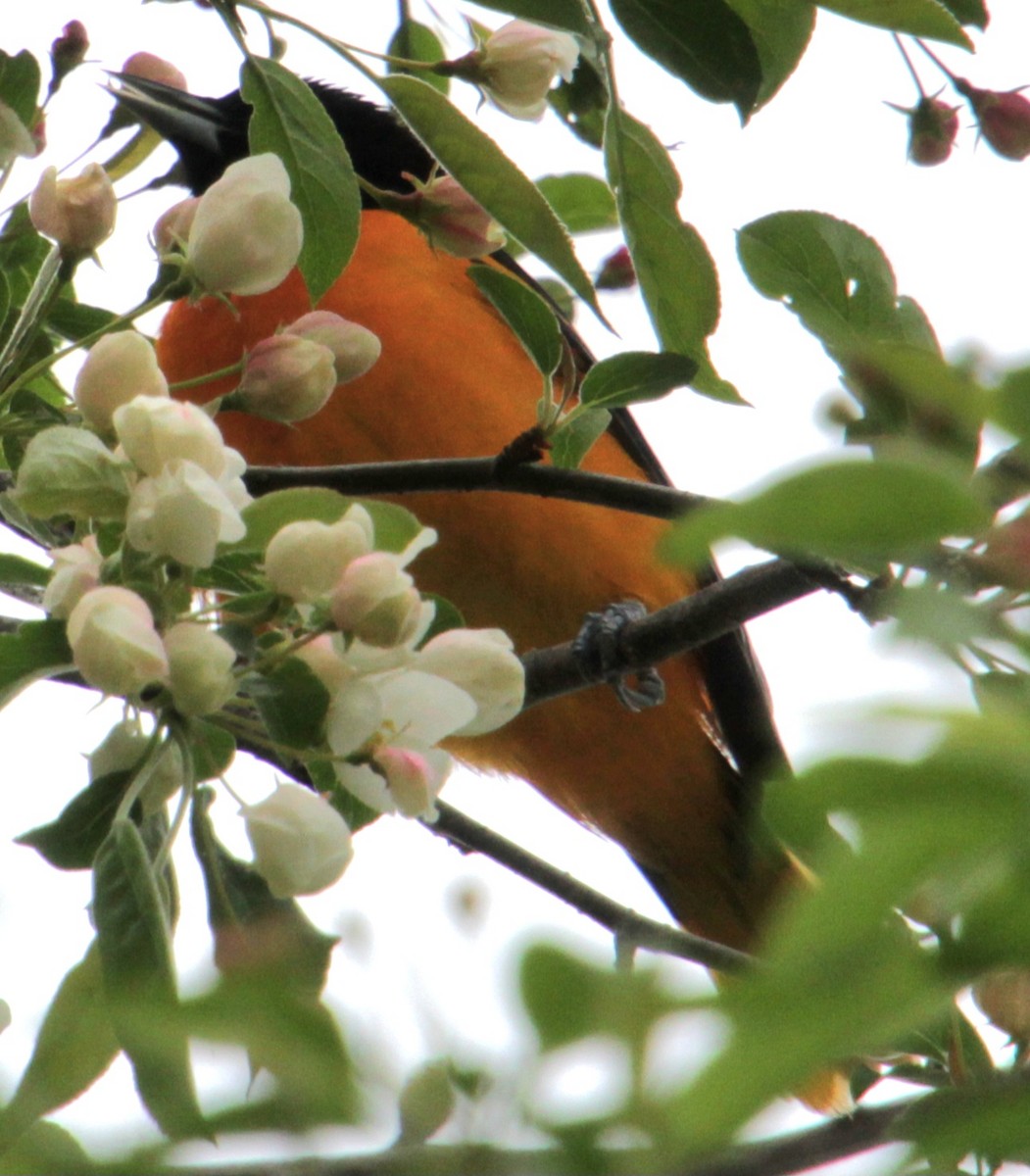 Baltimore Oriole - Samuel Harris