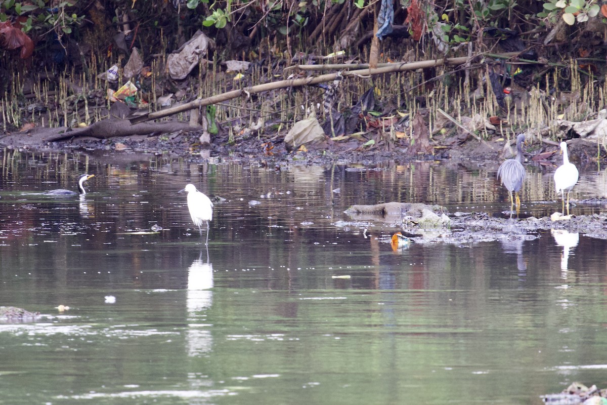 Little Pied Cormorant - ML618297863