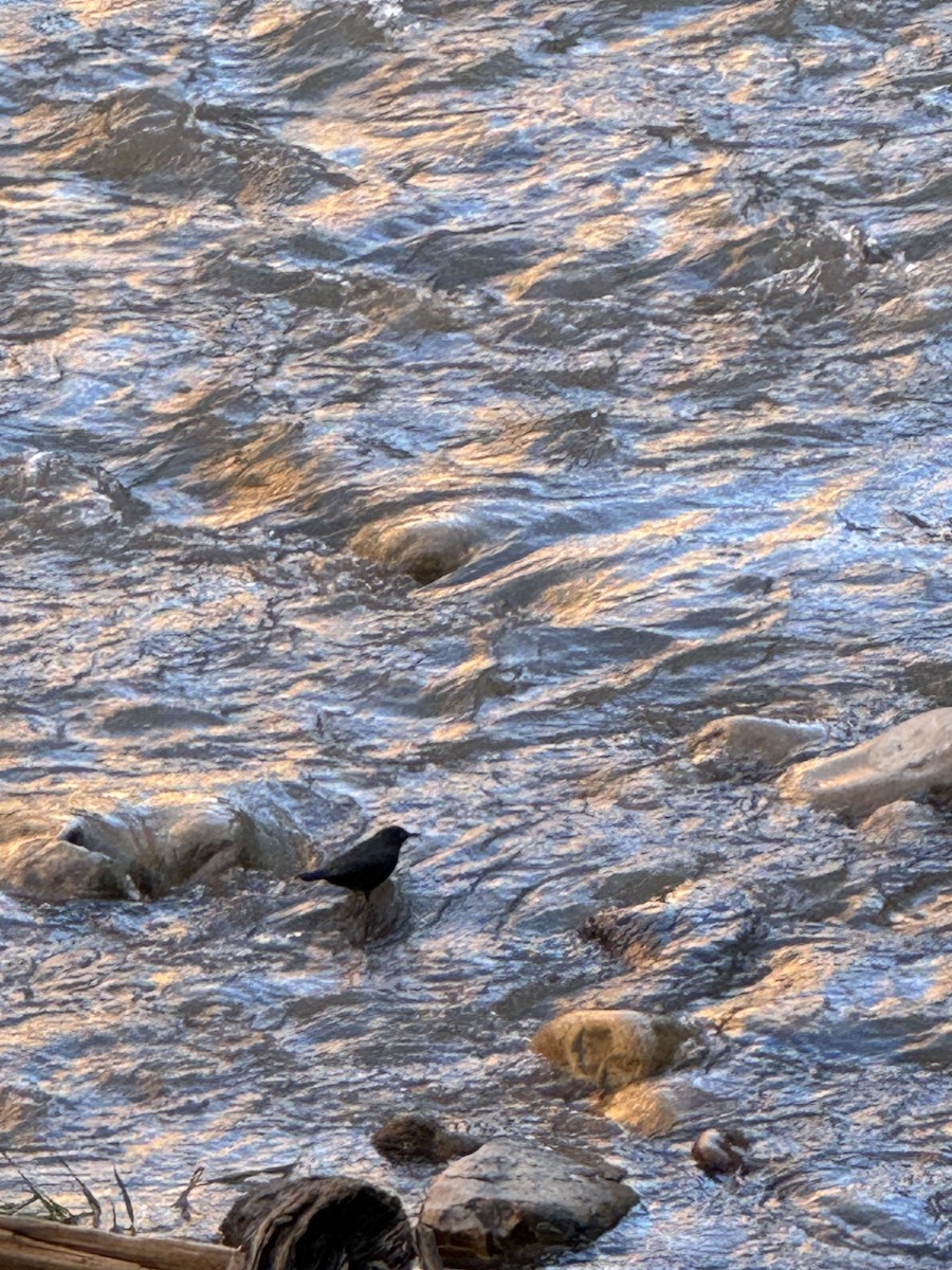 American Dipper - ML618297868