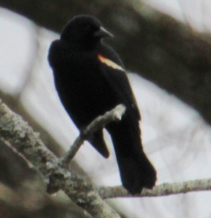 Red-winged Blackbird (Red-winged) - Samuel Harris