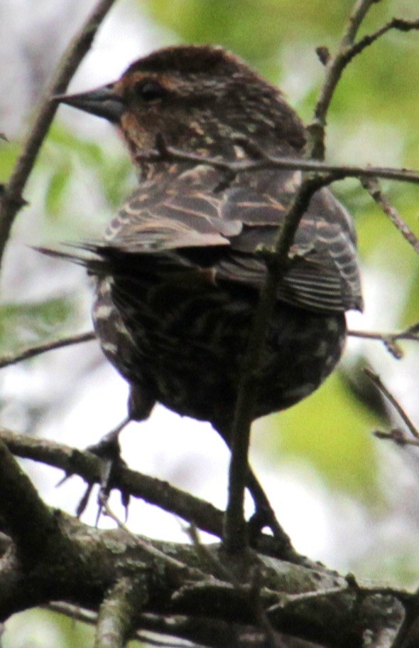 Red-winged Blackbird (Red-winged) - Samuel Harris