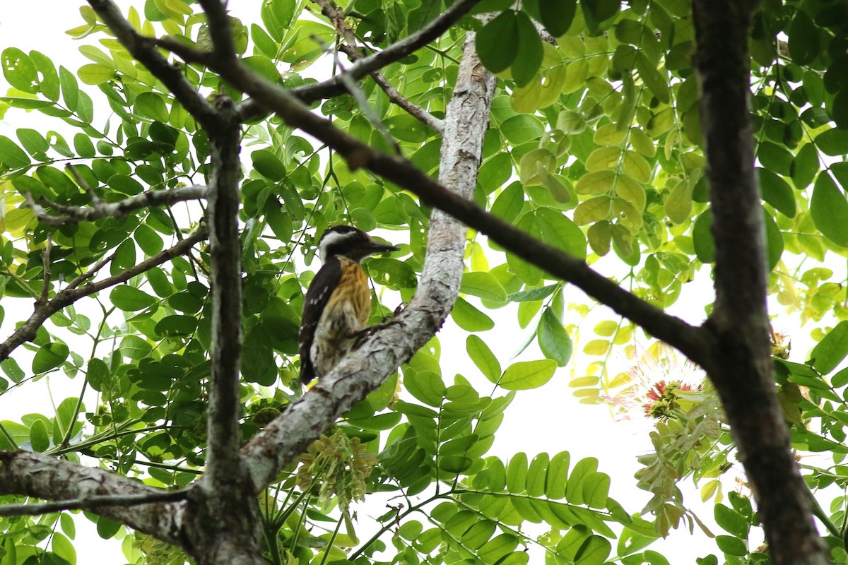 Gray-capped Pygmy Woodpecker - Yousif Attia