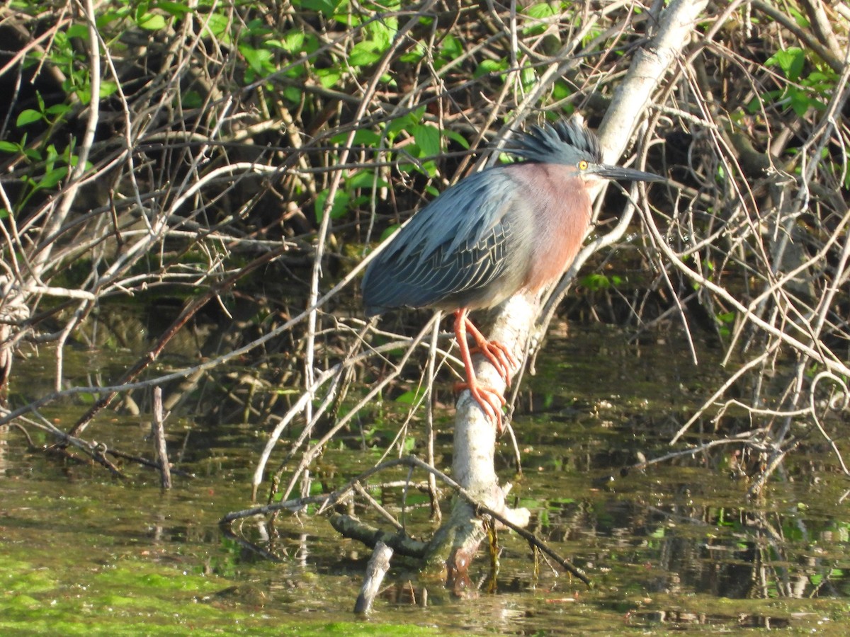 Green Heron - ML618297902