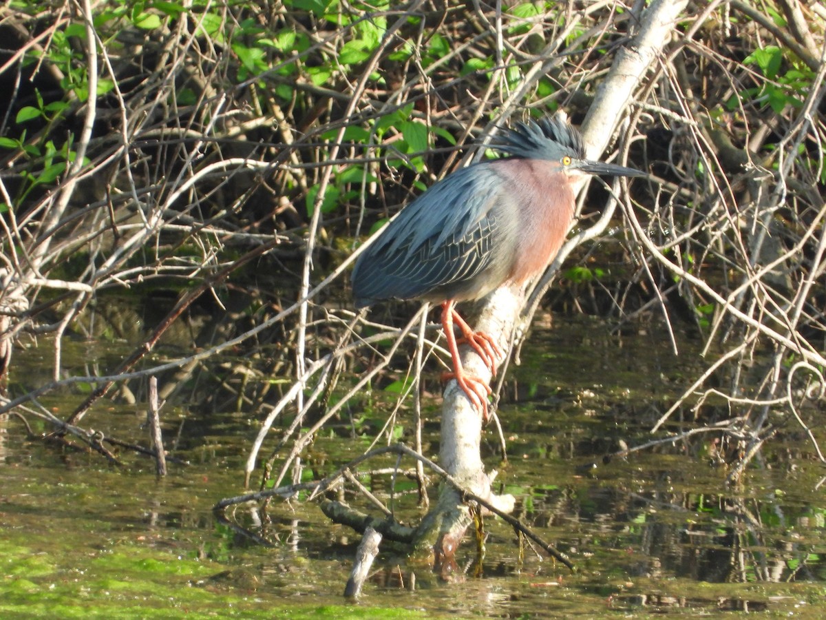 Green Heron - Moe Lehmann