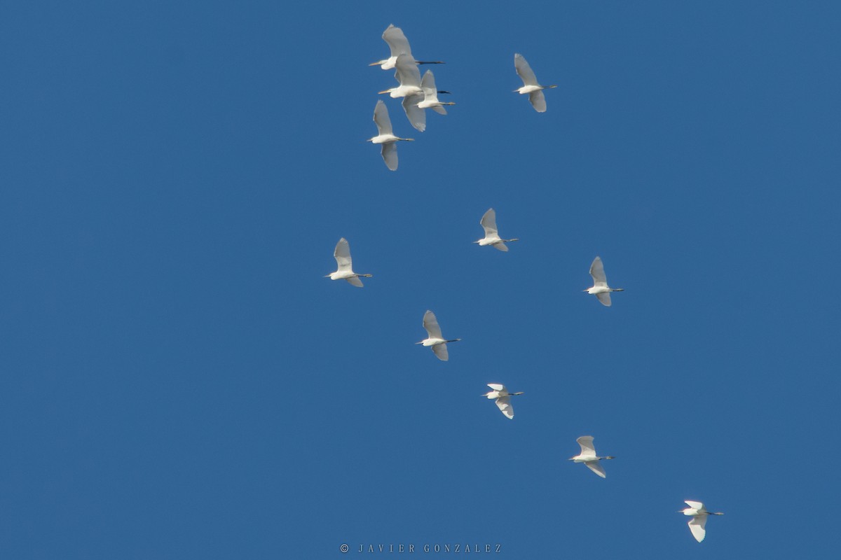 Snowy Egret - ML618297903