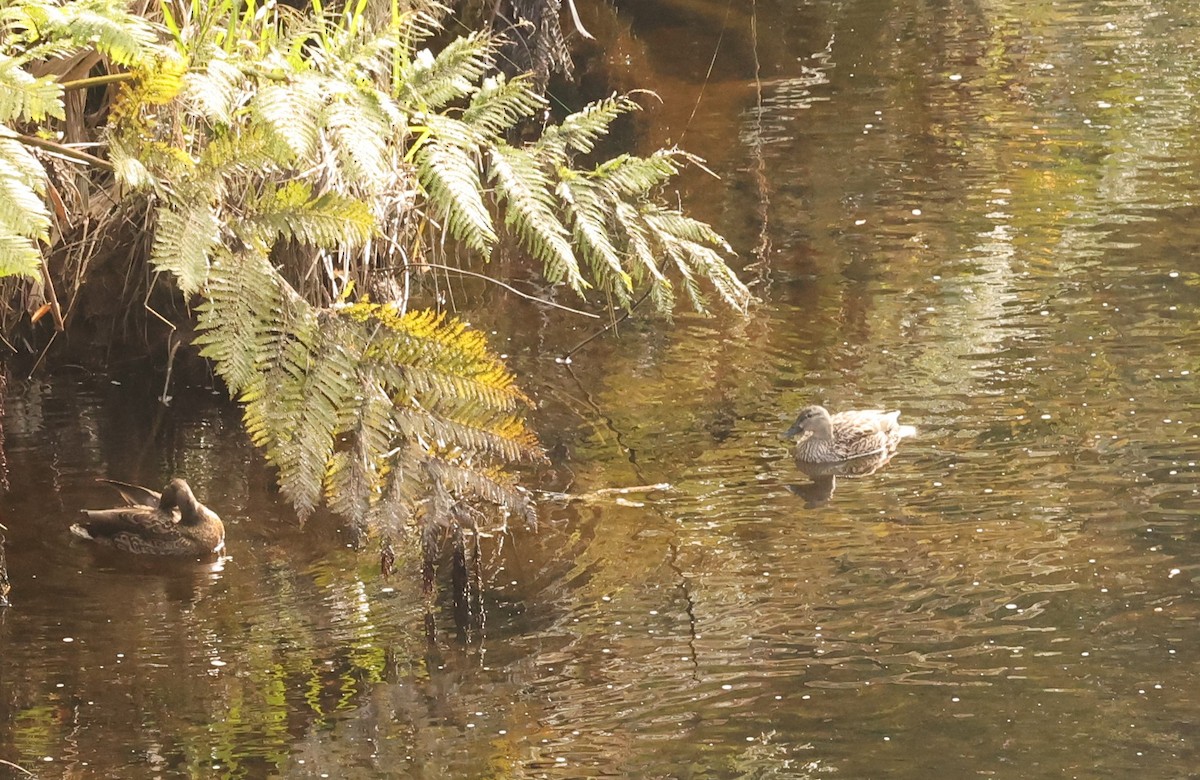 Mallard/Hawaiian Duck - Von Welch