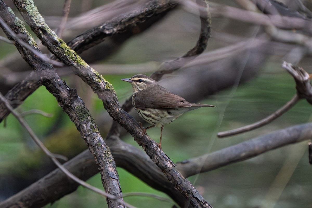Northern Waterthrush - ML618297930
