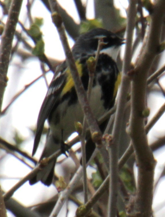 Yellow-rumped Warbler (Myrtle) - ML618297932