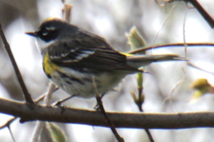 Yellow-rumped Warbler (Myrtle) - ML618297950