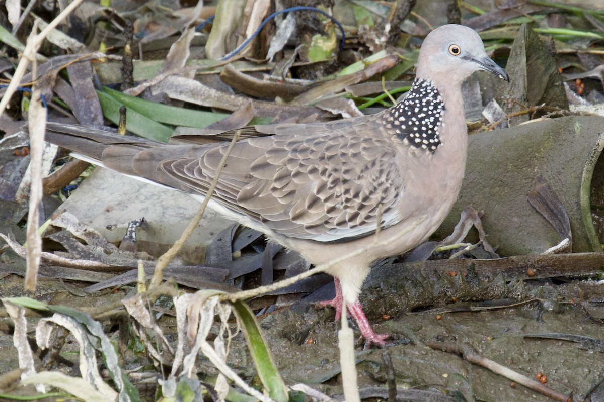 Spotted Dove - ML618297961