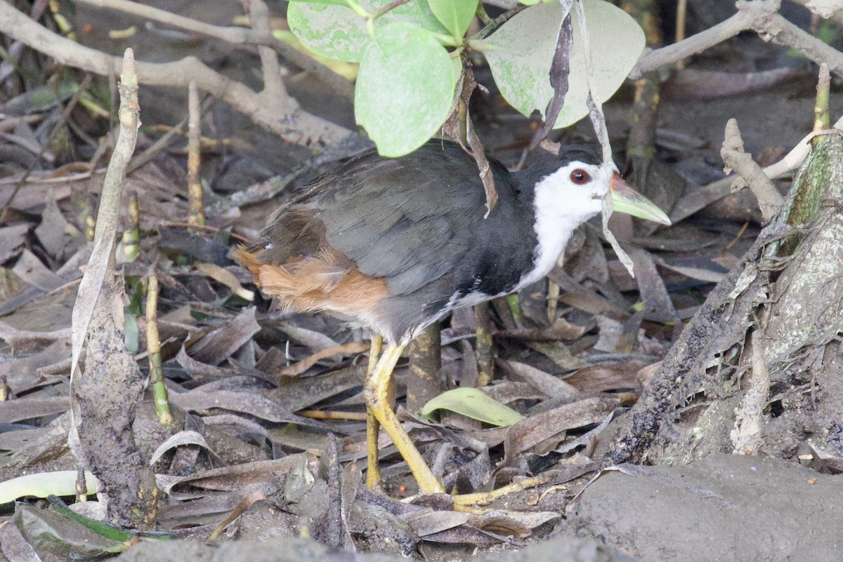 White-breasted Waterhen - ML618297964