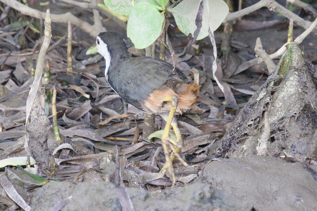 White-breasted Waterhen - ML618297966