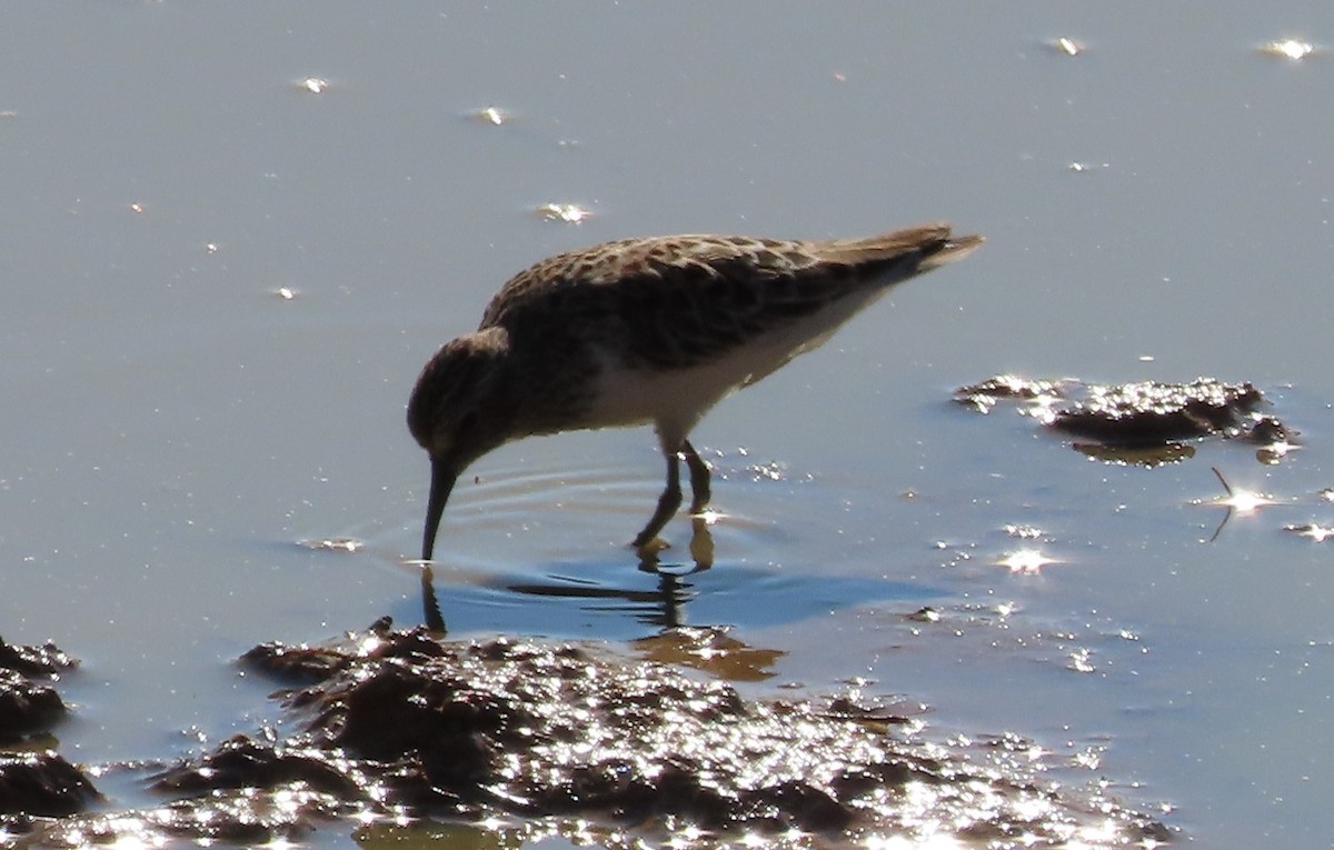 Least Sandpiper - Bonnie Hughes