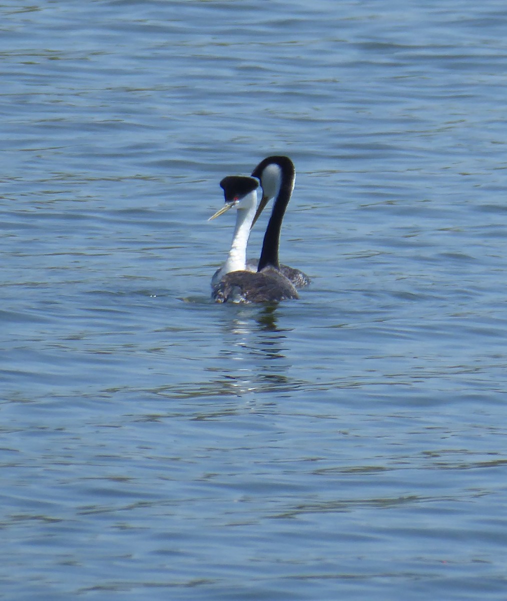 Western Grebe - ML618297977