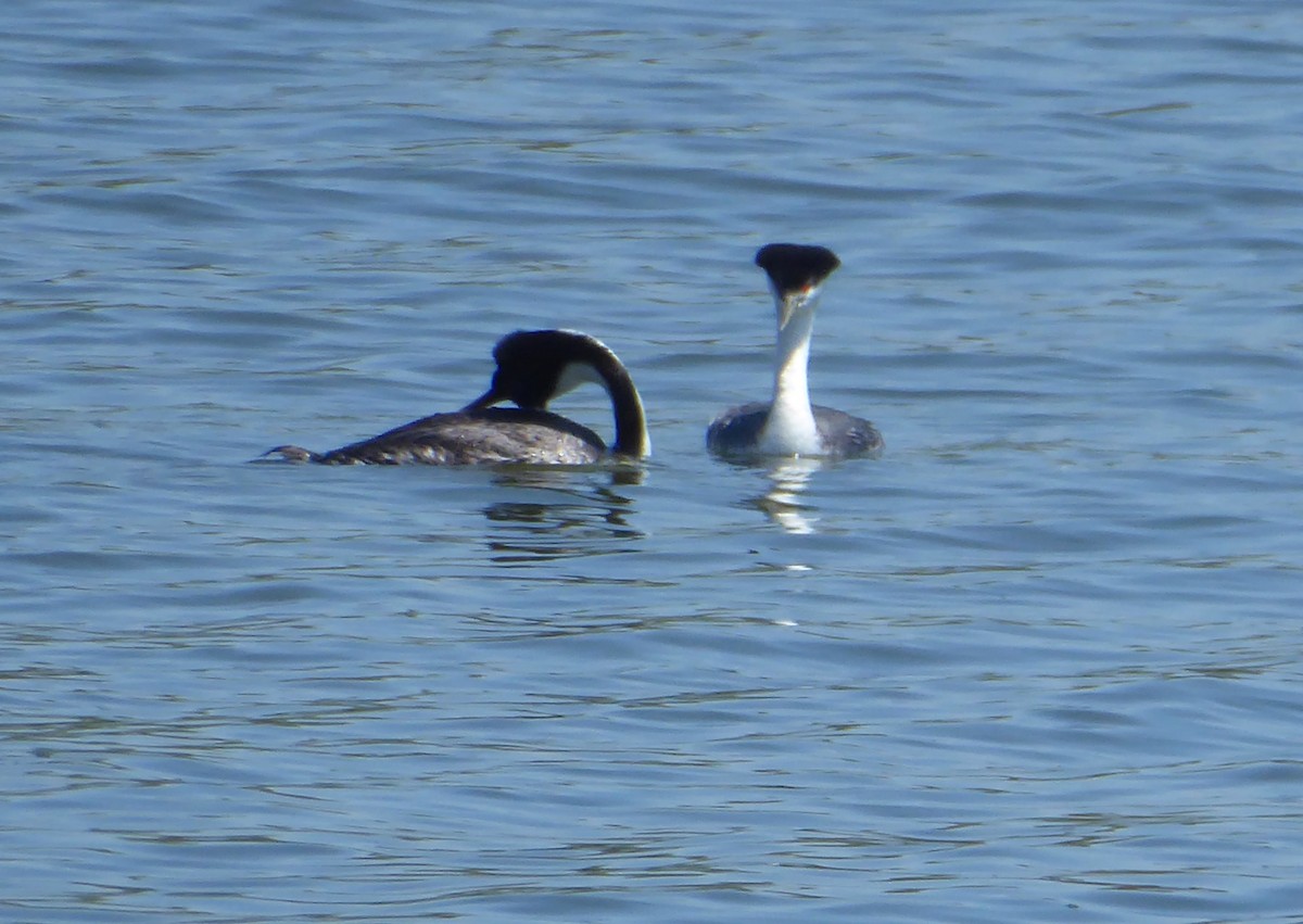 Western Grebe - Lindsay Fitch